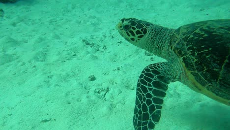 Captura-Más-Cercana-Seguida-Por-Una-Cámara-De-Acción,-Tortuga-Verde-Chelonia-Mydas,-Palau