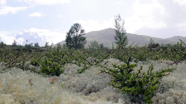 Tundra Artica. Splendido paesaggio naturale della Norvegia