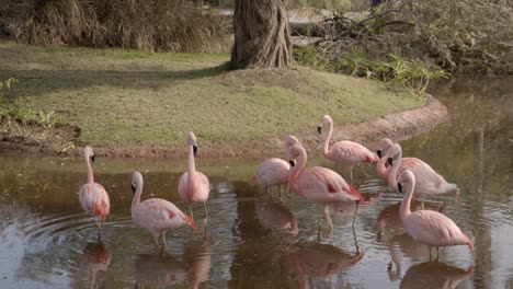 Grupo-De-Flamencos-Rosados-En-Un-Estanque-En-Un-Parque,-Día-Soleado,-Cámara-Lenta