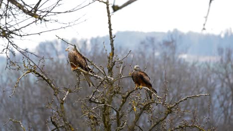 2 red kites sitting on the tree