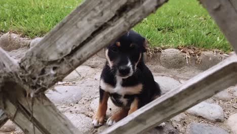 curious excited puppy behind fence approaching and licking camera