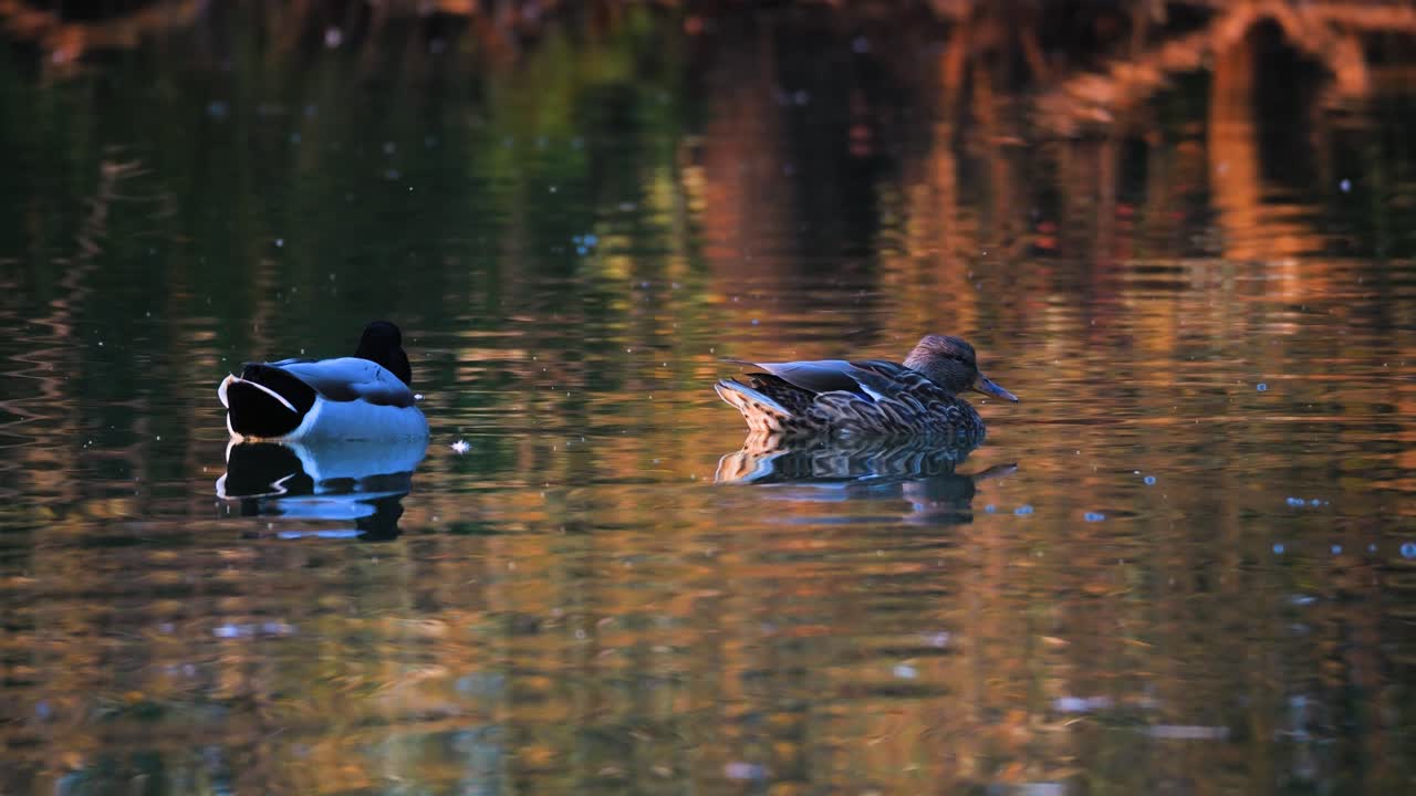 Eine Entenfamilie schwimmt bei Sonnenuntergang auf dem See. Sie werden wahrscheinlich bald einschlafen. Es ist Herbst in der goldenen Stunde. Die Farben sind bezaubernd und das Wasser ist still. Die Enten spiegeln sich im See