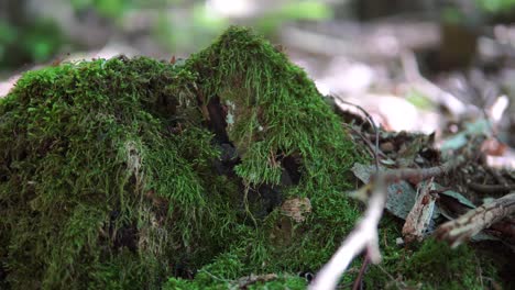 Auf-Äste-Gleiten.-Natürlichen-Umgebung.-Wald