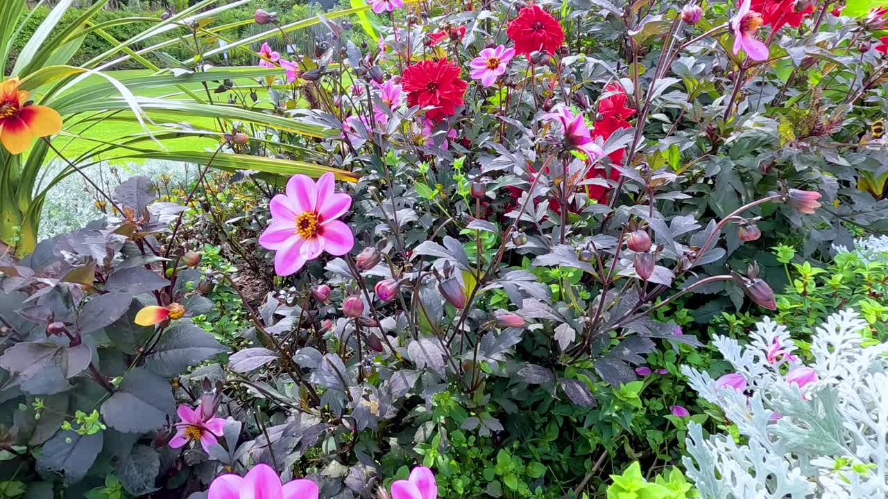 A bumblebee lands on and explores a vibrant pink flower surrounded by colorful foliage in a sunlit garden, captured in steady close-up