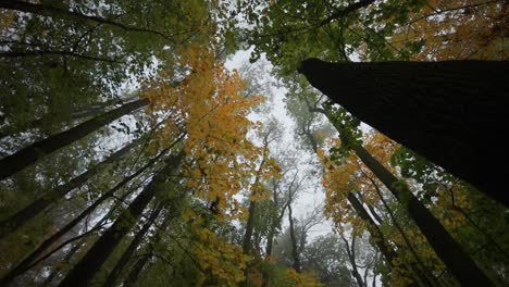 looking up the treetops in the enchanted autumn forest