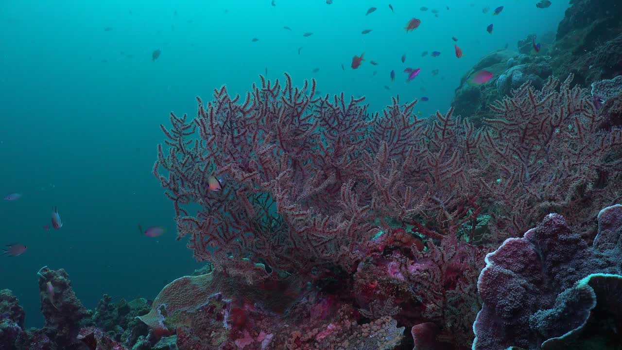 Barriera corallina con coralli molli e duri e pesci di barriera dalle Filippine.