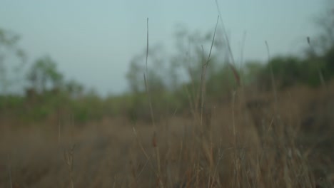 Verschwommene-Nahaufnahme-Von-Trockenem-Gras-Auf-Einem-Feld-In-Der-Abenddämmerung,-Die-Eine-Ruhige,-Heitere-Atmosphäre-Hervorruft