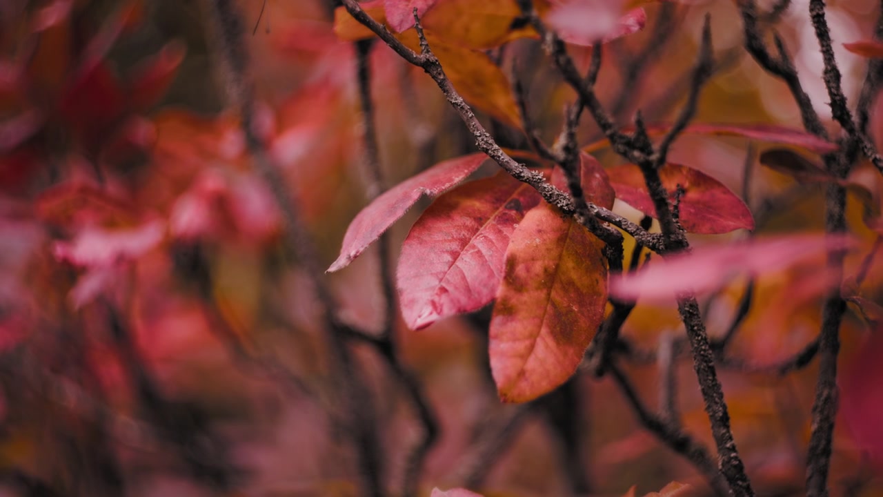 Vibrant red tree leaves in autumn.