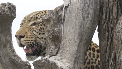 close up of a leopard panting on a tree branch