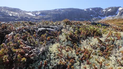 Arctic-Tundra-lichen-moss-close-up.-Found-primarily-in-areas-of-Arctic-Tundra,-alpine-tundra,-it-is-extremely-cold-hardy.-Cladonia-rangiferina,-also-known-as-reindeer-cup-lichen.