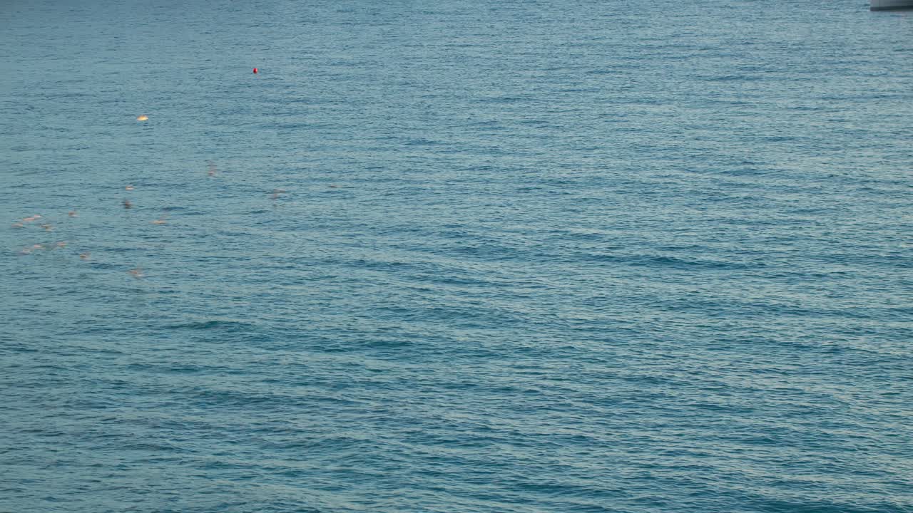 High angle flock of seagulls flying low over blue ocean at Guidaloca Beach (Spiaggia di Guidaloca) in Castellammare del Golfo, Sicily, Italia, during summer