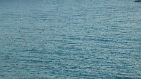 high angle flock of seagulls flying low over blue ocean at guidaloca beach (spiaggia di guidaloca) in castellammare del golfo, sicily, italia, during summer