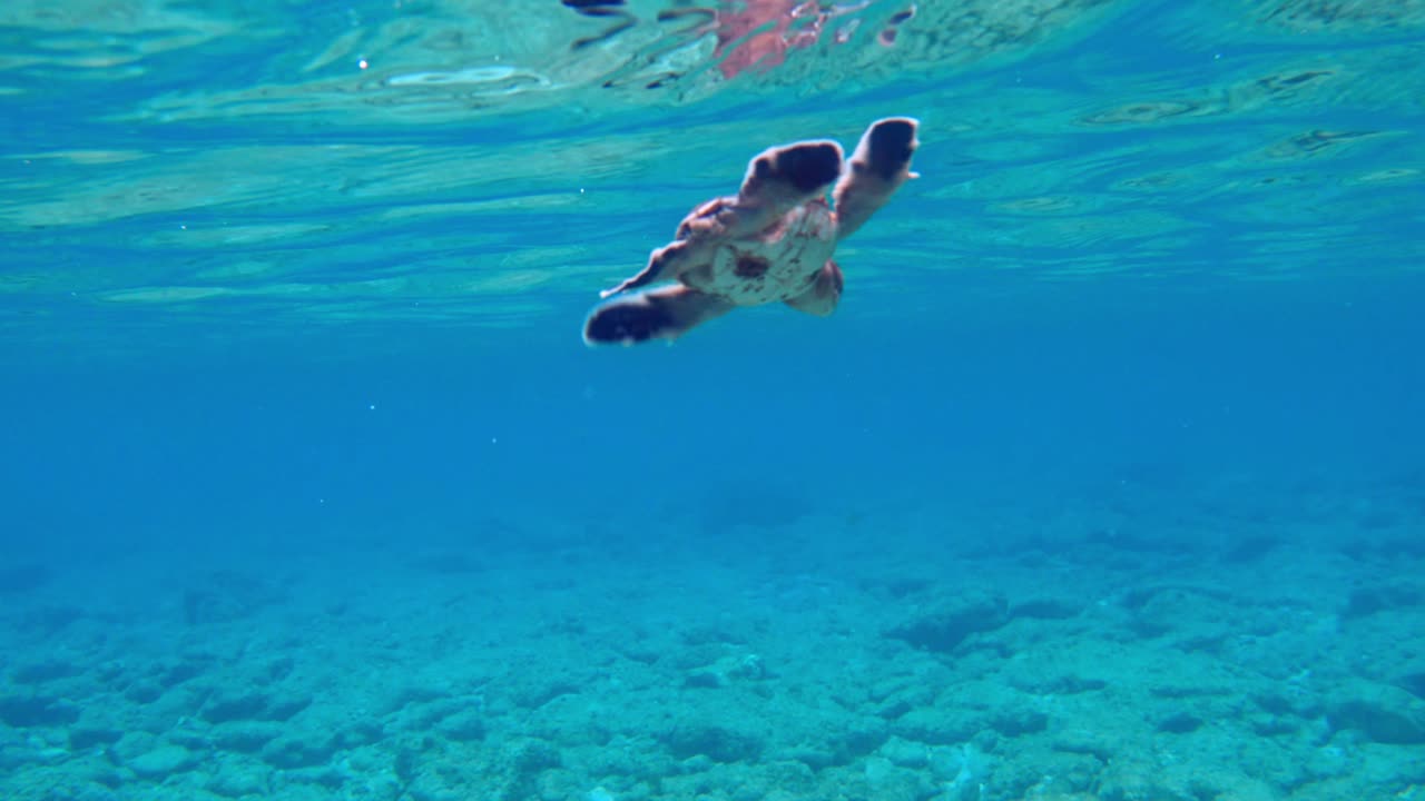 막 수영을 시작한 아기 바다거북, 푸른 바다의 얕은 물에서 헤엄치는 데 어려움을 겪고 있습니다.