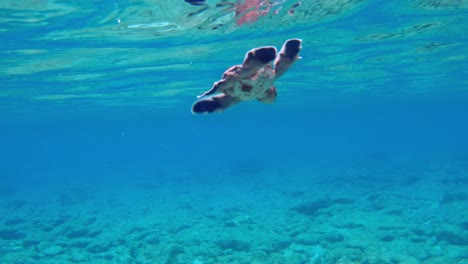 baby sea turtle just starting to swim, struggling swimming on shallow water of blue sea