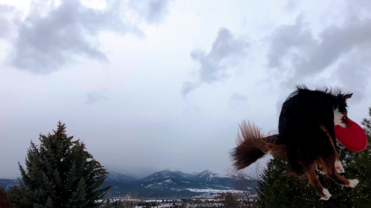 공중에서 프리스비를 잡는 개의 클로즈업 샷