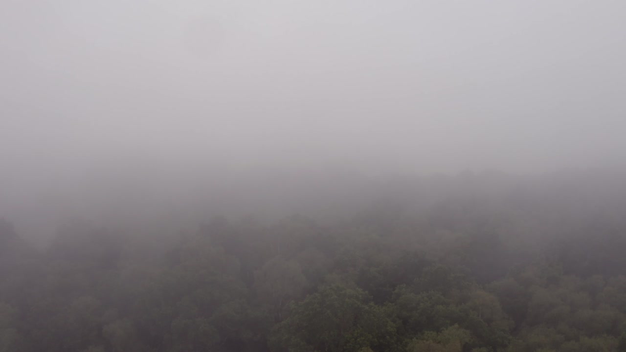 안개 속으로 추적하는 나무 위의 공중 드론 샷