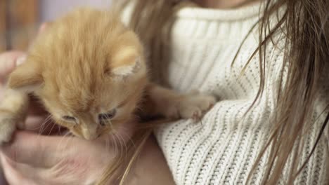 woman holding cute young baby ginger kitten in hands medium shot