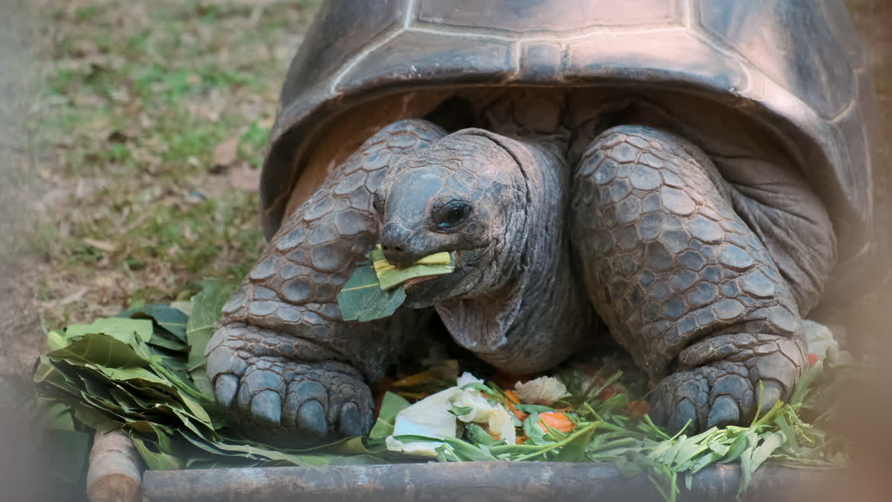 гигантская черепаха ест