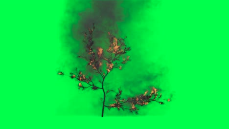 burning tree on green screen