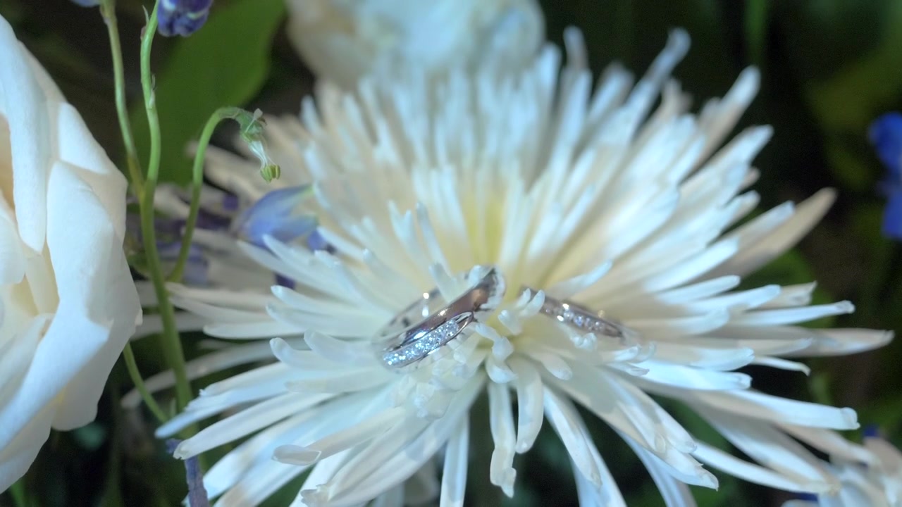 花の上に置かれた2つの銀色の結婚指輪のスライドショット。この映像は、美しいストックの結婚指輪映像として4Kで撮影されています。
