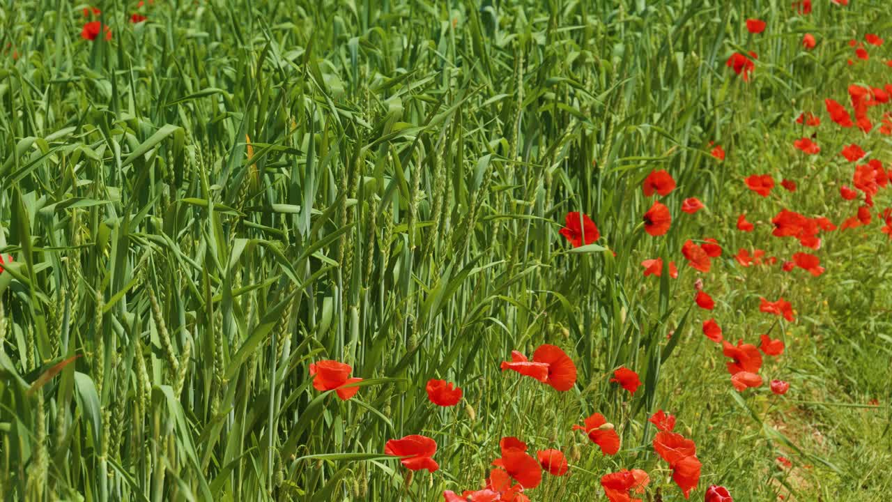 autiful wild red poppy flowers in grassfield, sunny day
