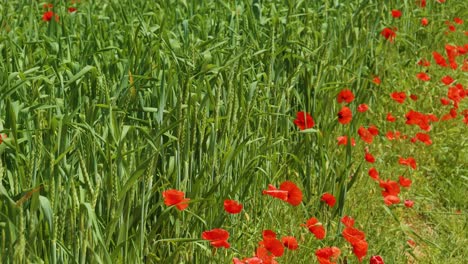 Hermosas-Flores-De-Amapola-Rojas-Silvestres-En-El-Campo-De-Hierba,-Día-Soleado