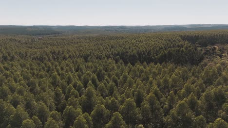 movimiento aéreo hacia adelante sobre más plantaciones de eucalipto con path, argentina