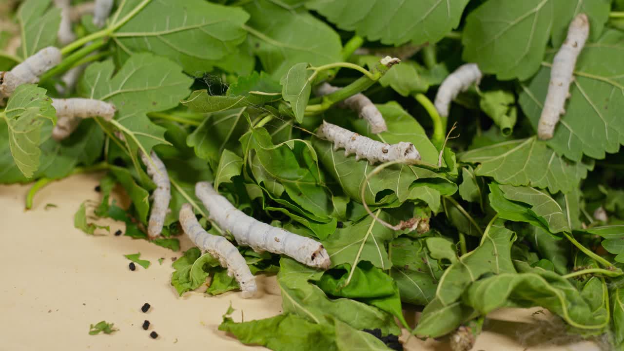 Close-up view of silkworms