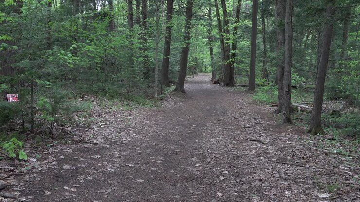 Uno splendido sentiero in una vasta foresta con tanti alberi ad alto fusto e foglie cadute sparse lungo il magnifico percorso