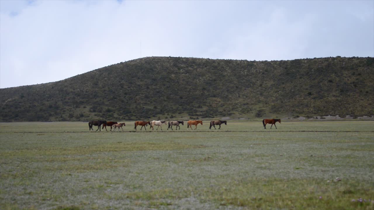 caballos salvajes en las tierras altas