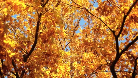 Autumn-oak-leaves.