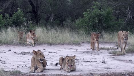 pride of restless predator lioness in south africa game reserve