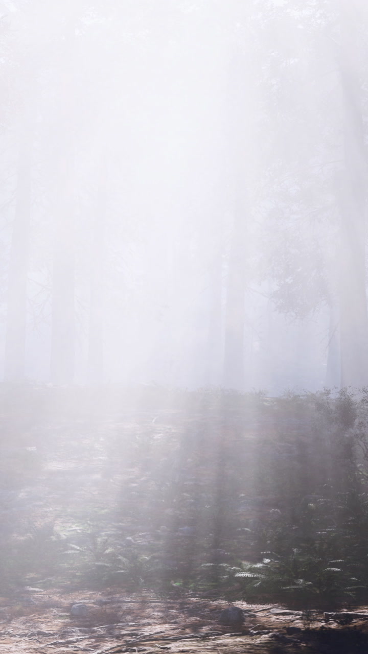 Light shines through fog in a forest scene during morning hours