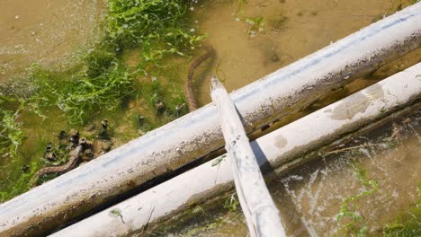 Snake-family-enjoying-a-sunny-day