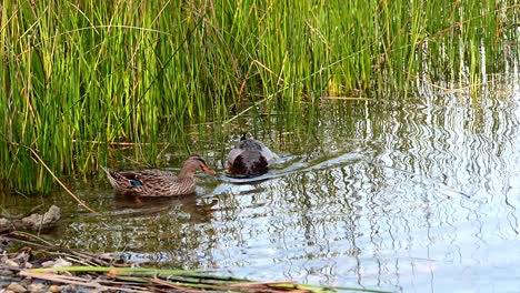 group-of-mallard-ducks-near-the-shore-of-the-lake