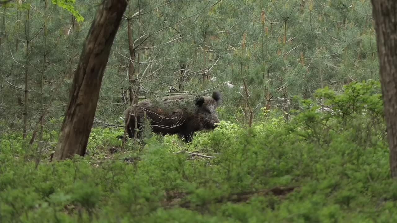 Cinghiale si nutre di piante e arbusti nella foresta