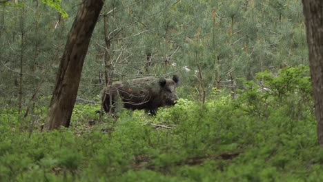 Wild-boar-eats-from-the-plants-and-shrubs-in-the-forest