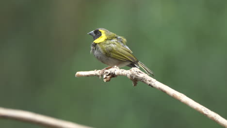 Macro-close-up-of-pretty-grey-bird-with-yellow-neck-perched-on-branch-of-tree-in-nature