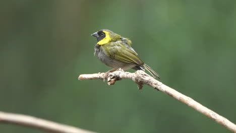 macro close up of pretty grey bird with yellow neck perched on branch of tree in nature