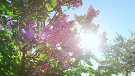 Pink-cherry-flowers-blossoming-against-sun.-Golden-sunbeams-falling-on-sakura.