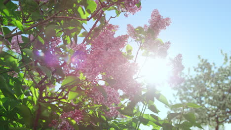 pink cherry flowers blossoming against sun. golden sunbeams falling on sakura.