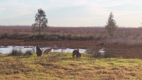 multiple kangaroos seen feeding and moving across wide dusty field at early sunrise, aerial pullback