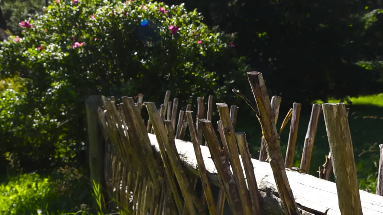 Close up view gliding over and besides a wooden traditional and historic old stick fence in summer sunny nature garden with blooming and blossoming pink flowers on a bush in bokeh blurry background