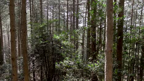 Soleado-Bosque-De-Pinos-Panorámica-De-Primavera-Gimbal-Derecho