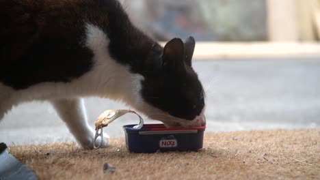 black and white mixed breed cat eating leftover sardines from the tin