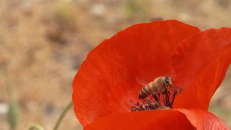 Fantástica-Vista-Macro-De-La-Abeja-Polinizando-La-Flor-De-Amapola-Roja-Salvaje