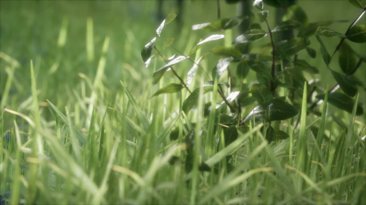 hierba verde fresca en el bosque