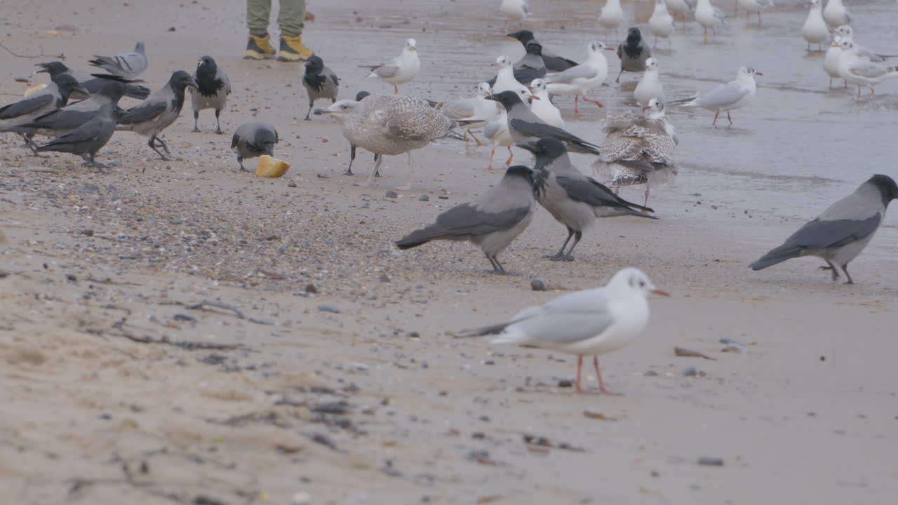un gran mitin de diferentes aves: grajilla occidental, larus canus, gaviota argéntea europea, corvus corone, cuervo encapuchado, gaviota común