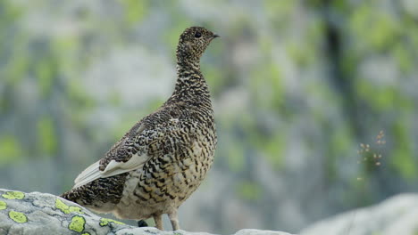 wildlife close-up of rock ptarmigan in camouflage on blefjell mountain landscape