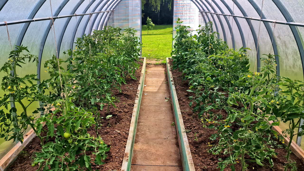 Rows of healthy tomato plants with yellow flowers and green, unripe fruit grow in the rich soil of a long polytunnel greenhouse, showcasing organic home gardening - tilt reveal